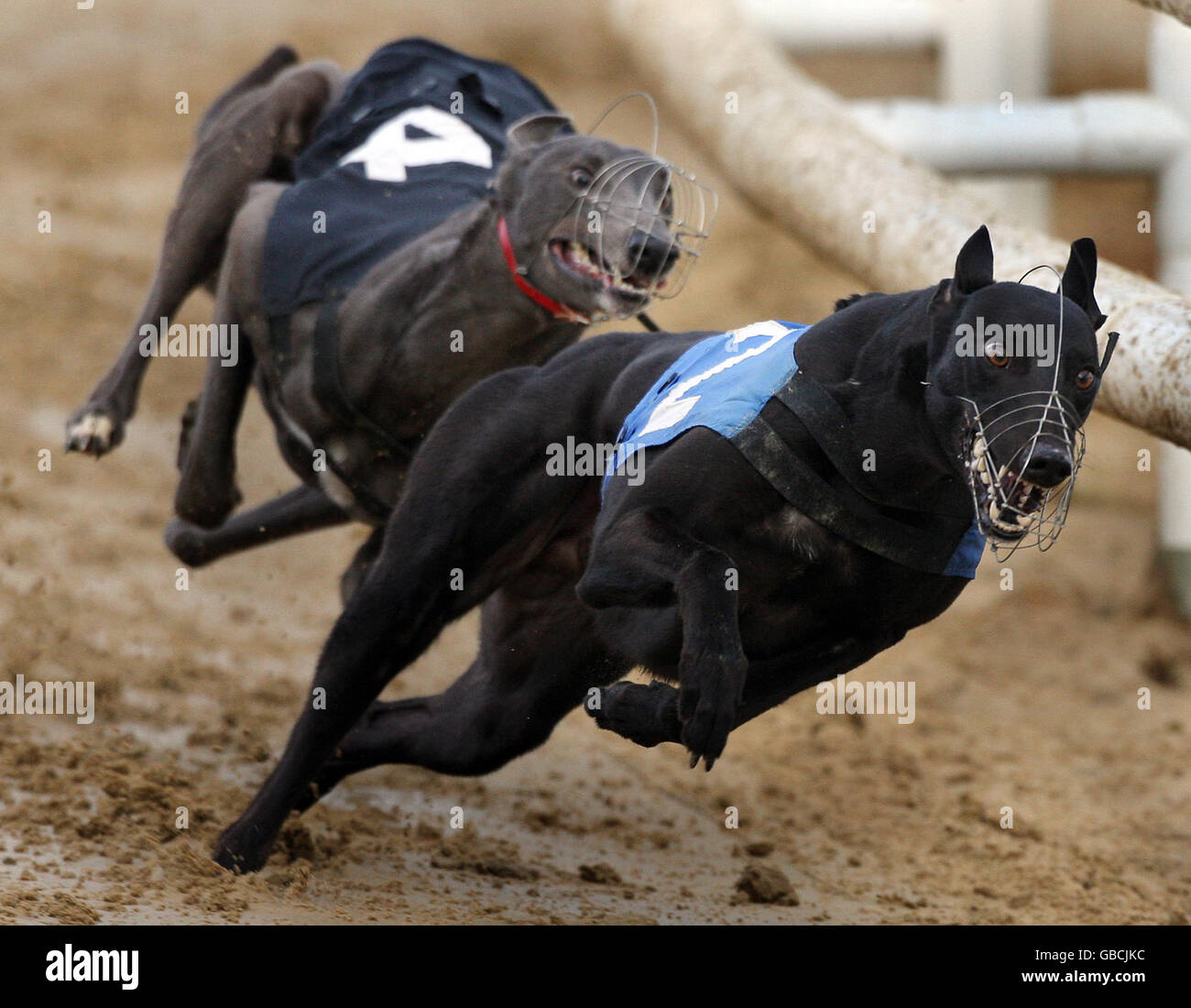 Greyhound Racing, Hall Green. Windhunde Rennen in Hall Green Track in Birmingham. Stockfoto