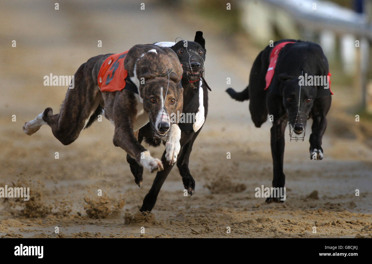 Greyhound Racing, Hall Green. Windhunde Rennen in Hall Green Track in Birmingham. Stockfoto