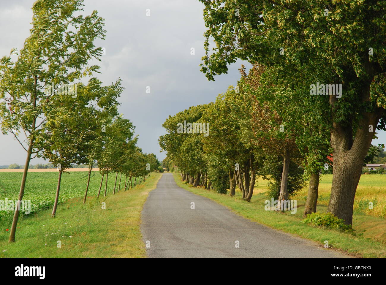 Allee, Lindenallee, Insel, Rügen, Mecklenburg-Vorpommern, Deutschland Stockfoto