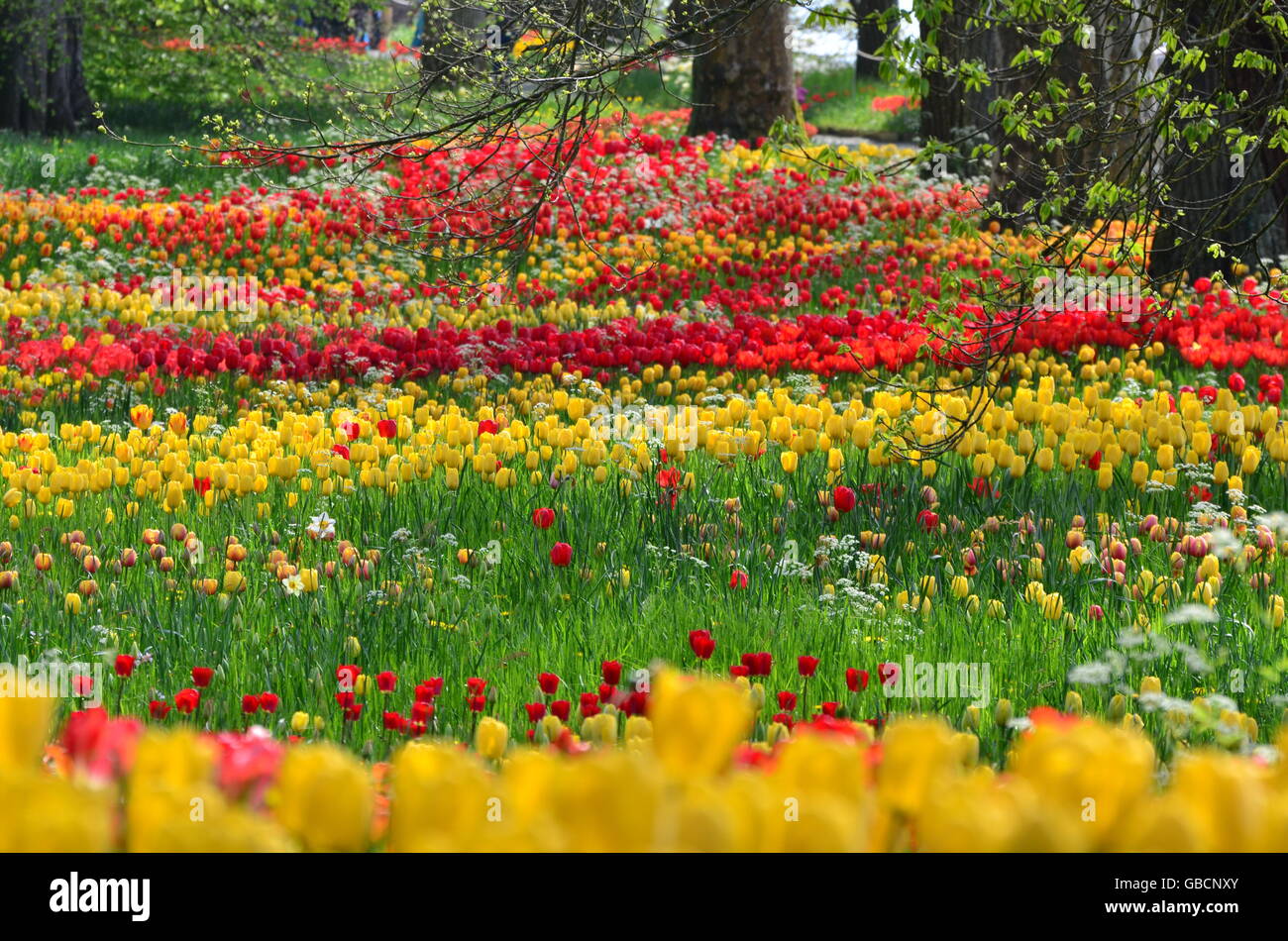 Tulpenwiese, Tulpen, Insel Mainau, Bodensee Stockfoto