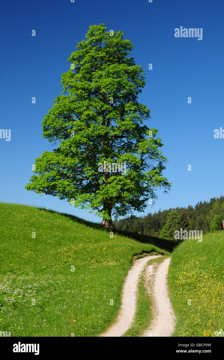 Feldweg, Ahornbaum, Bayern, Deutschland Stockfoto