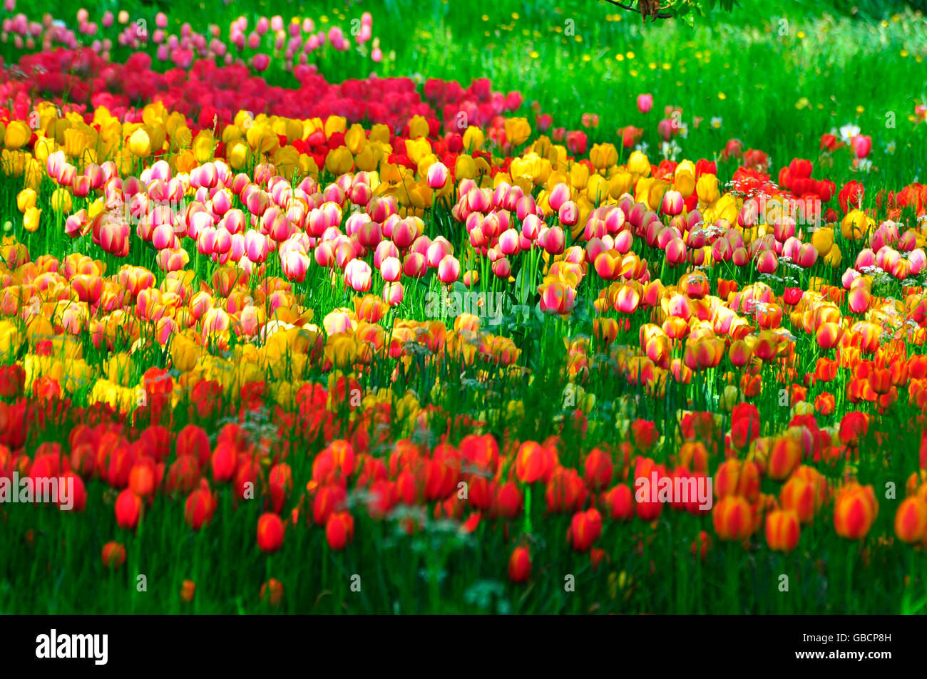 Tulpe Bett, Insel Mainau, Bodensee, Baden-Württemberg, Deutschland Stockfoto
