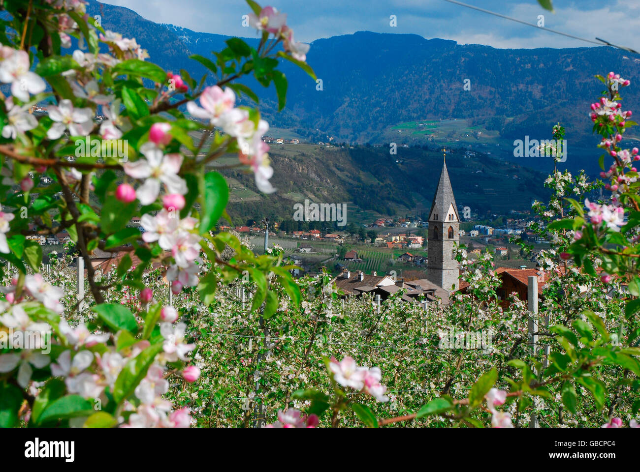 Apfelblüte, Stubaier Alpen, Vinschgau, Südtirol, Italien / Val Venosta, Alto Adige Stockfoto
