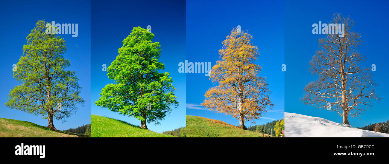 Rotbuche, vier Jahreszeiten / (Fagus Sylvatica) Stockfoto