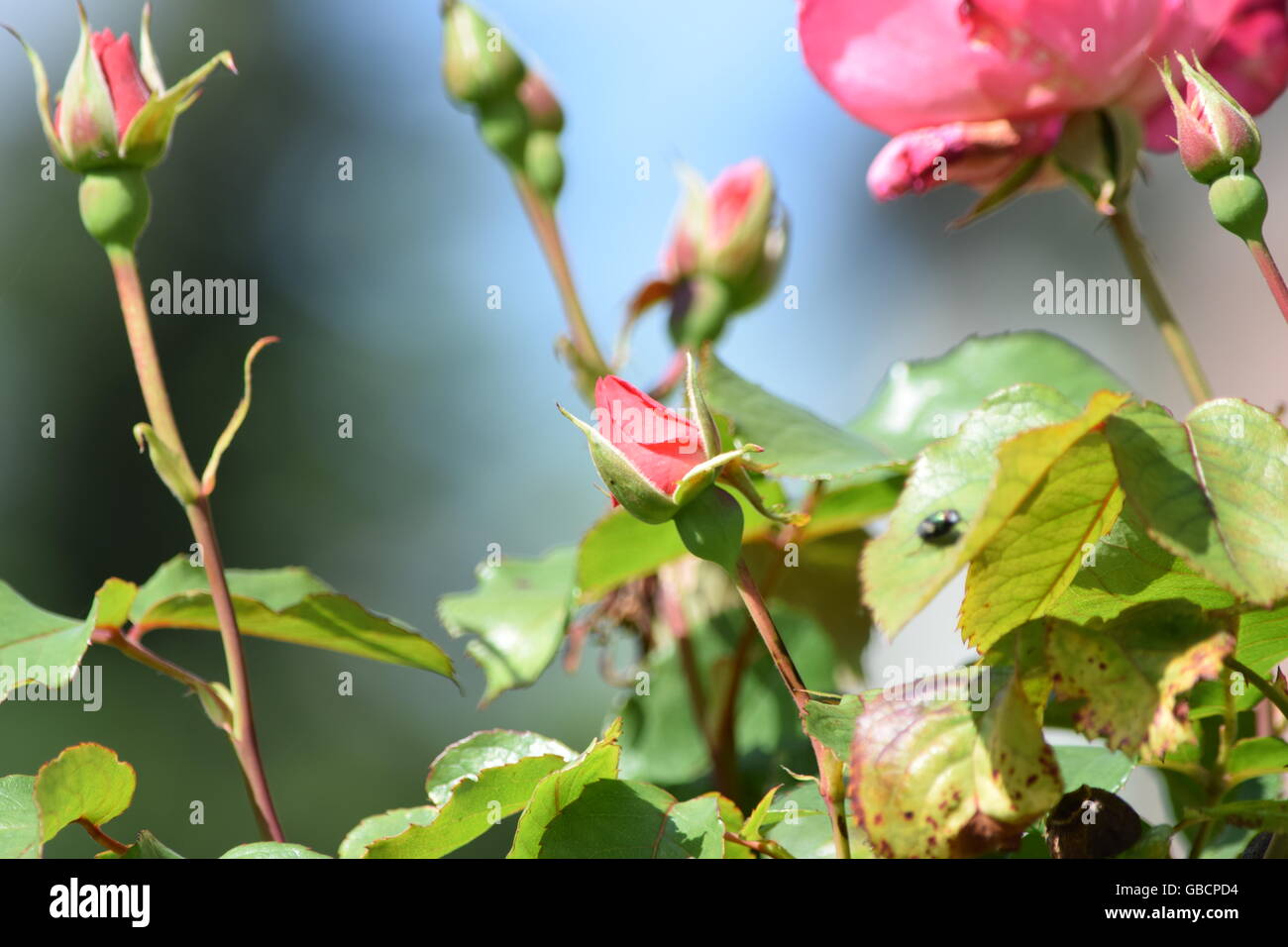 Rosen Stockfoto