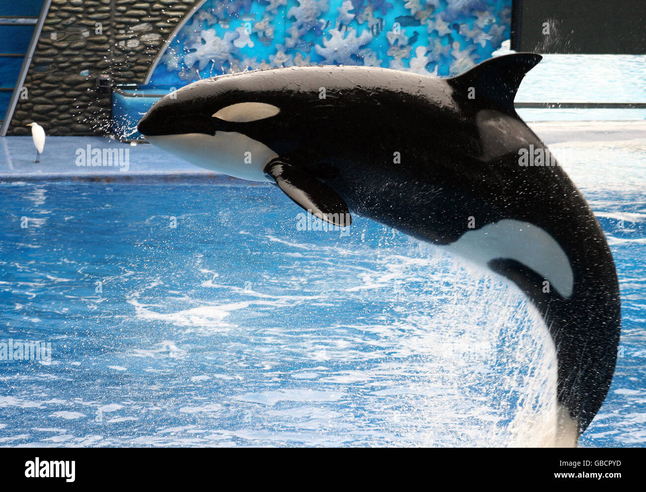 Orca Killer Whale Jumping Water Stockfotos Und Bilder Kaufen Seite 3 Alamy