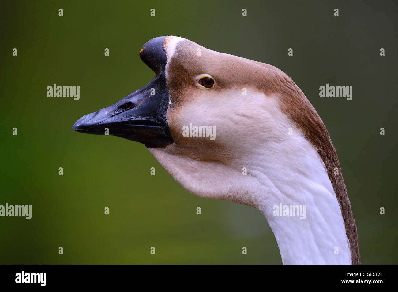 Schwanengans (Anser Cygnoides), Porträt, in Gefangenschaft, Asien Stockfoto