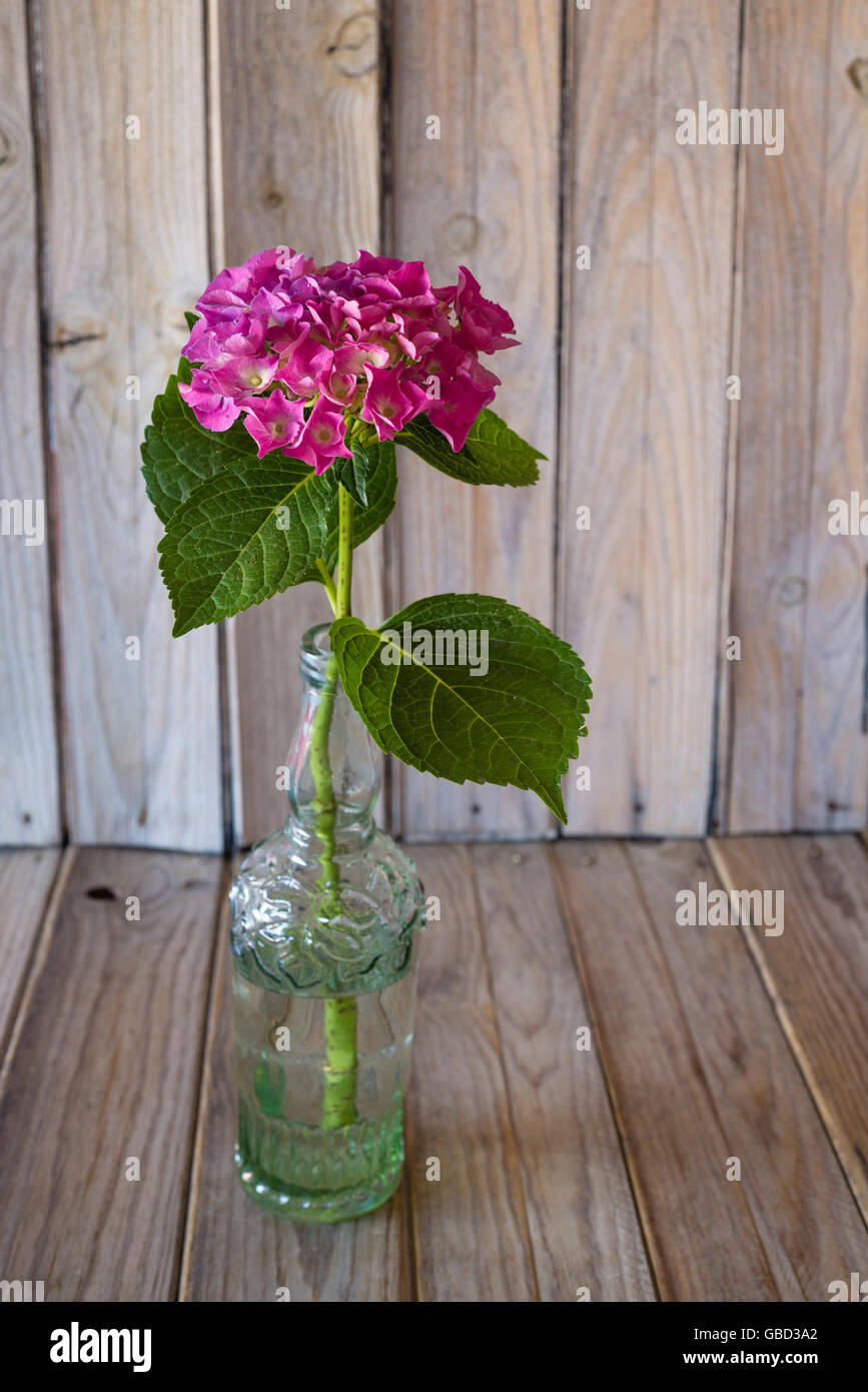 Einem einzigen Hortensie in einer Glasflasche auf Holztisch Stockfoto