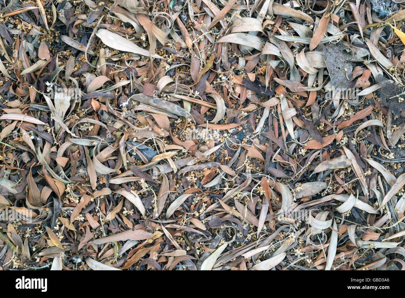 Hintergrund der trockenes Laub auf dem Waldboden Stockfoto