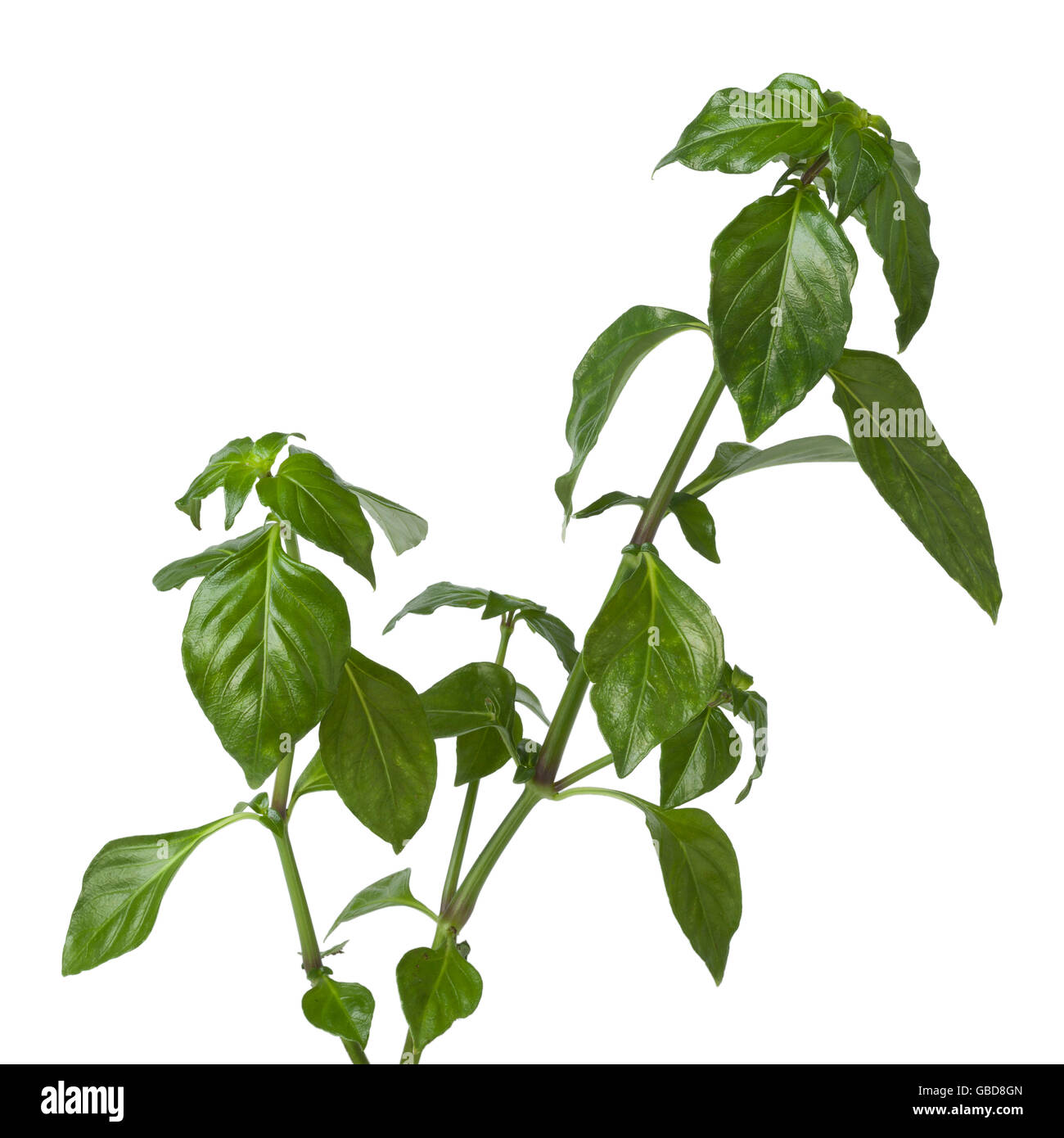 Frische rohe Champignons Grünpflanze auf weißem Hintergrund Stockfoto