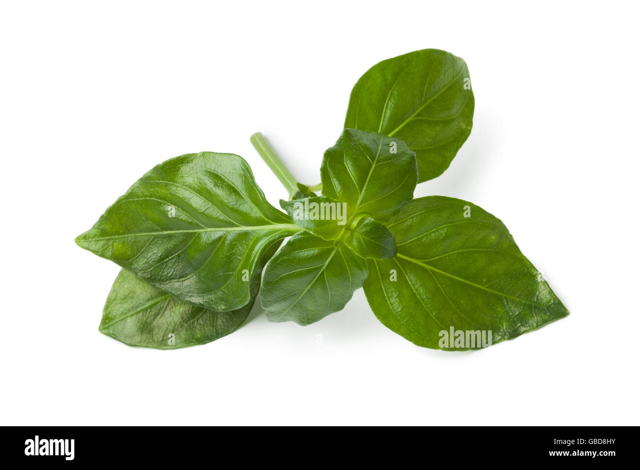 Frische rohe Champignons Grünpflanze hinterlässt auf weißem Hintergrund Stockfoto