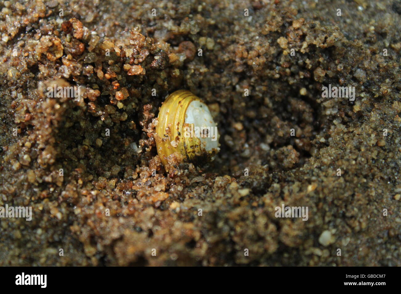 Eine Süßwasser Goldene Muschel Stockfoto