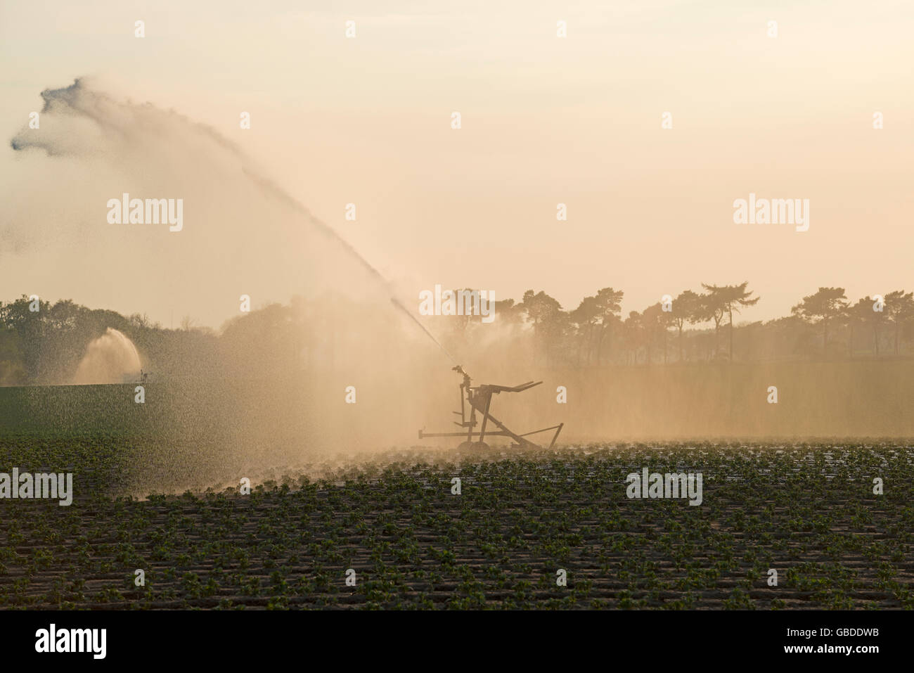 Bewässerung von Kartoffeln, Shottisham, Suffolk, UK. Stockfoto