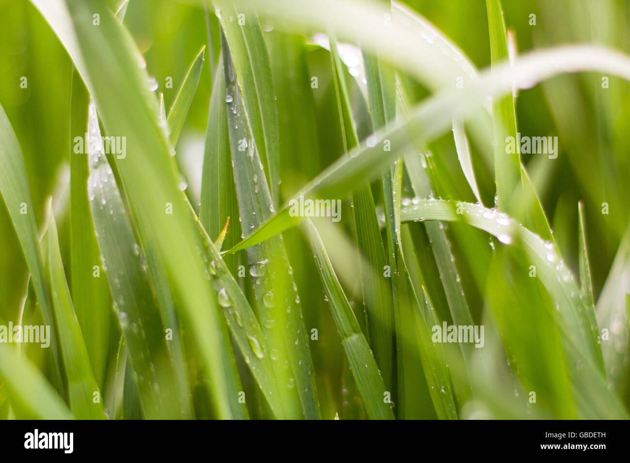 Wassertropfen auf dem grünen Rasen. Natur-Hintergrund. Stockfoto
