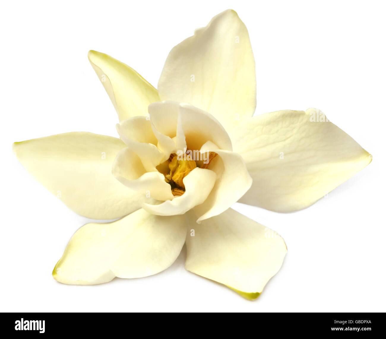 Gardenia oder Gondhoraj Blume von Südasien Stockfoto