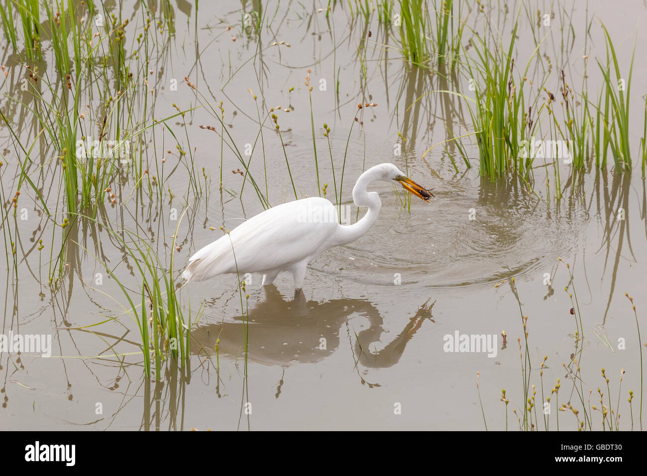 Großer Egret fangen Krebse Stockfoto