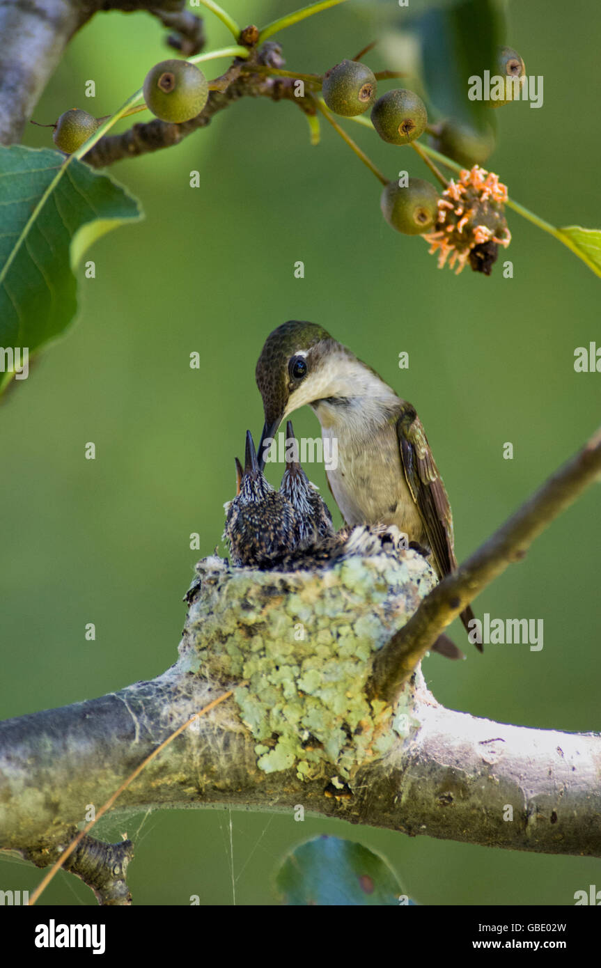 Frau Ruby – Throated Kolibris füttern ihre Jungen im Nest Stockfoto