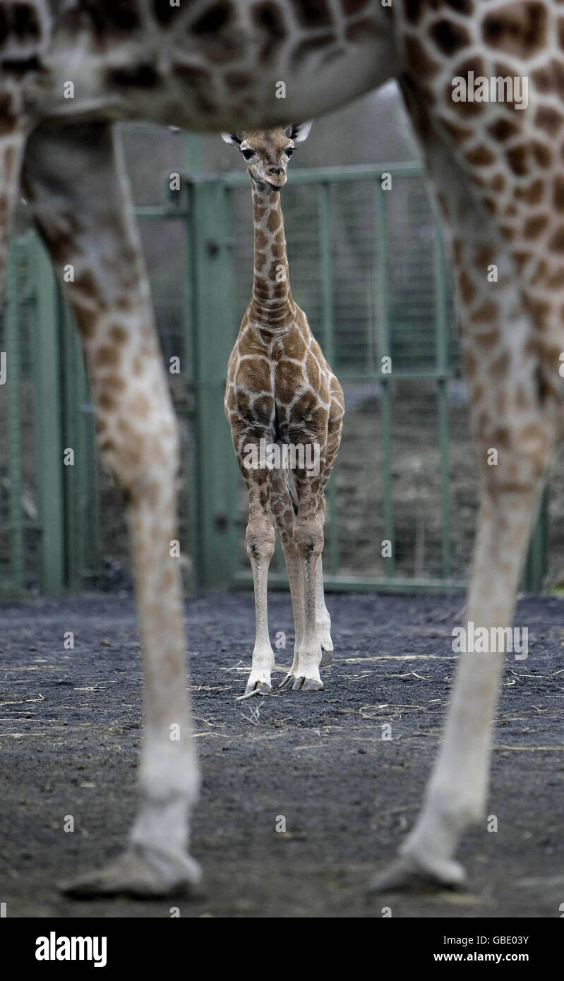 Giraffe. Eine sechs Wochen alte Giraffe wurde heute offiziell Neema (was in Suaheli wohlhabend bedeutet) im Dublin Zoo genannt. Stockfoto