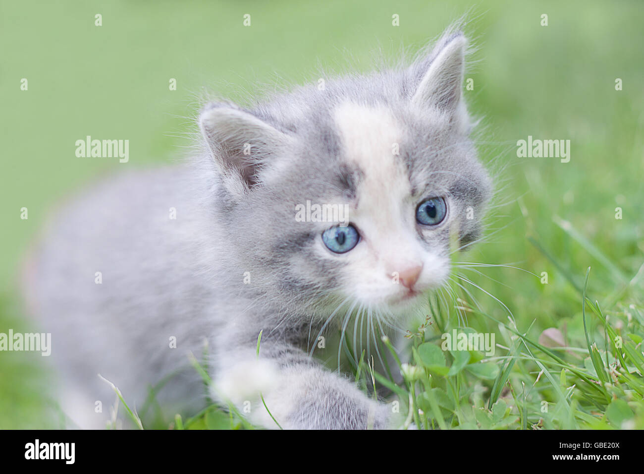 rauchigen flauschige Kätzchen zu Fuß auf dem Rasen Stockfoto