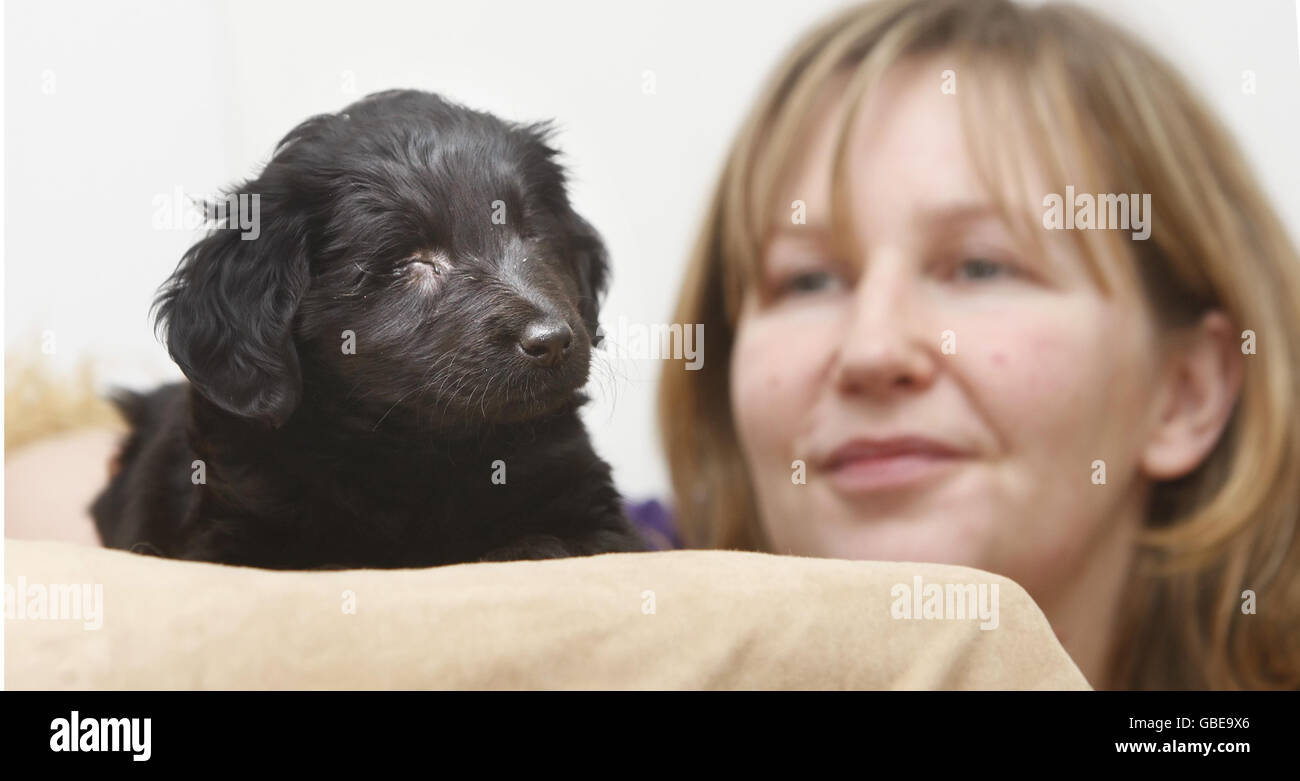 Rose, ein neunwöchiger blinder Welpe, der nach einem neuen Zuhause sucht, mit der Verhaltensberaters von Dogs Trust Julie Morrison in den Dogs Trust Büros in West Calder in Schottland. Stockfoto