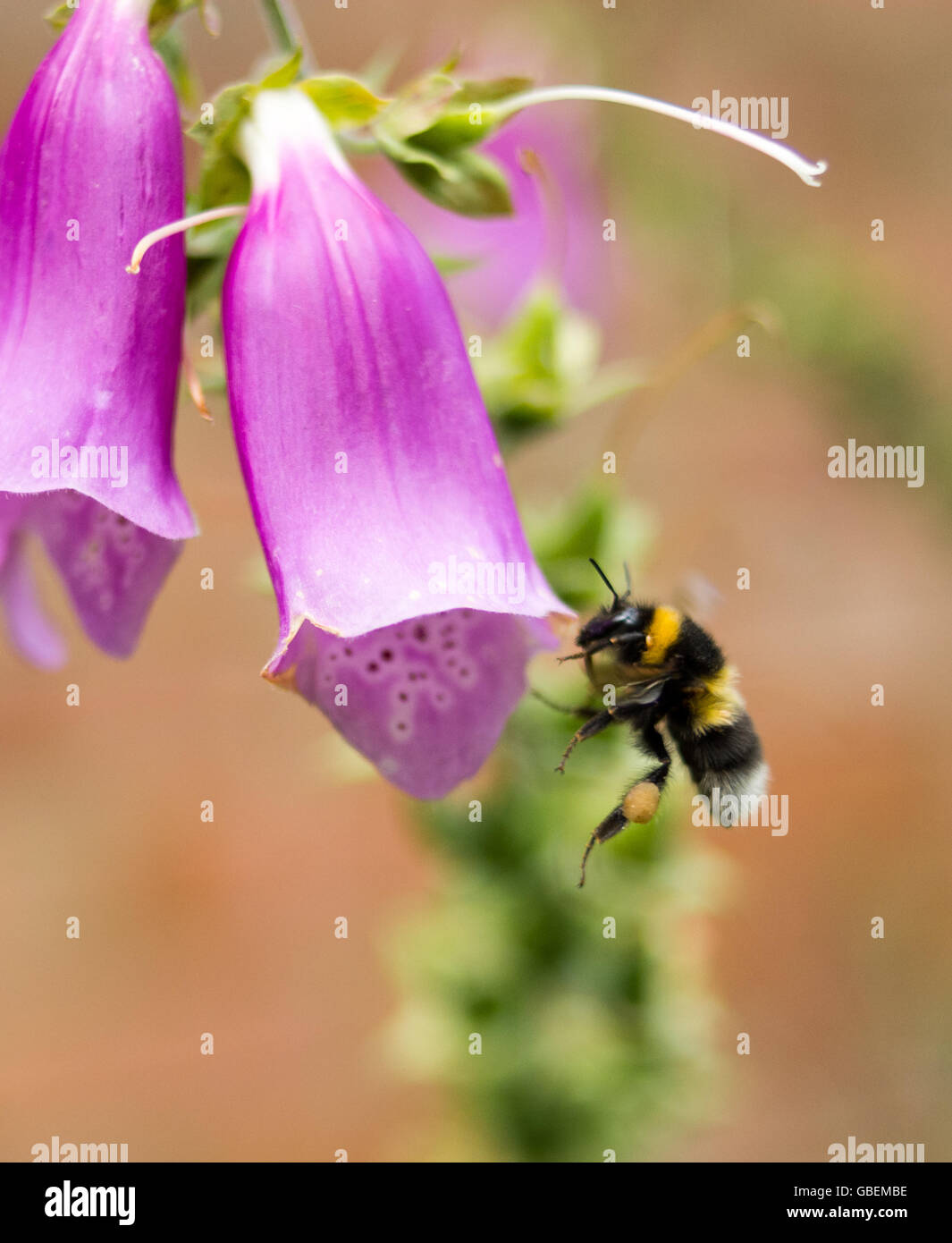 Hummel (bombus), die auf einer violetten Fuchshandschuh-Blume (Digitalis purpurea) landet Stockfoto