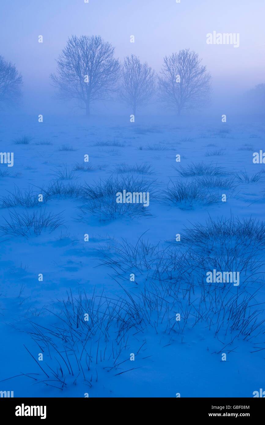 Baeume ein Einem Nebeligen Wintermorgen, Oldenburger Muensterland, Niedersachsen, Deutschland Stockfoto