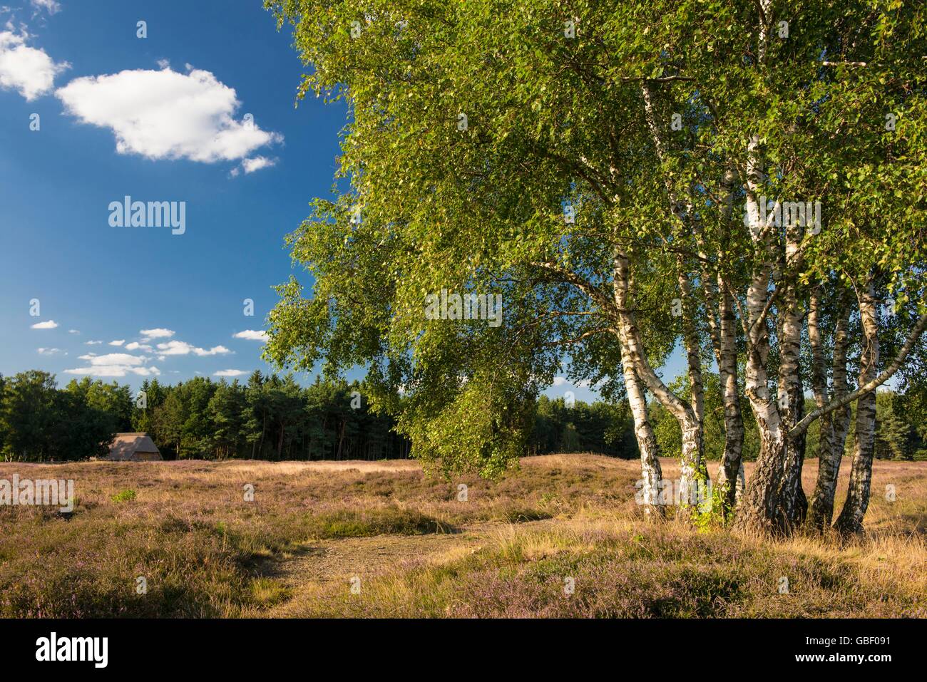 Heide Im Pestruper Graeberfeld, Niedersachsen, Deutschland, Pestruper Grõberfeld Stockfoto