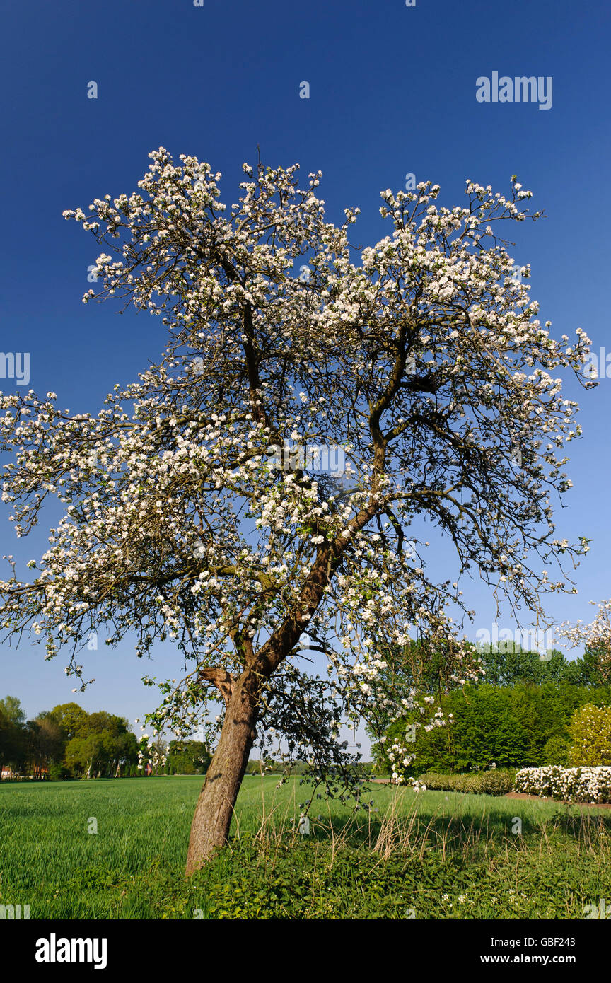 Blühender Apfelbaum Stockfoto