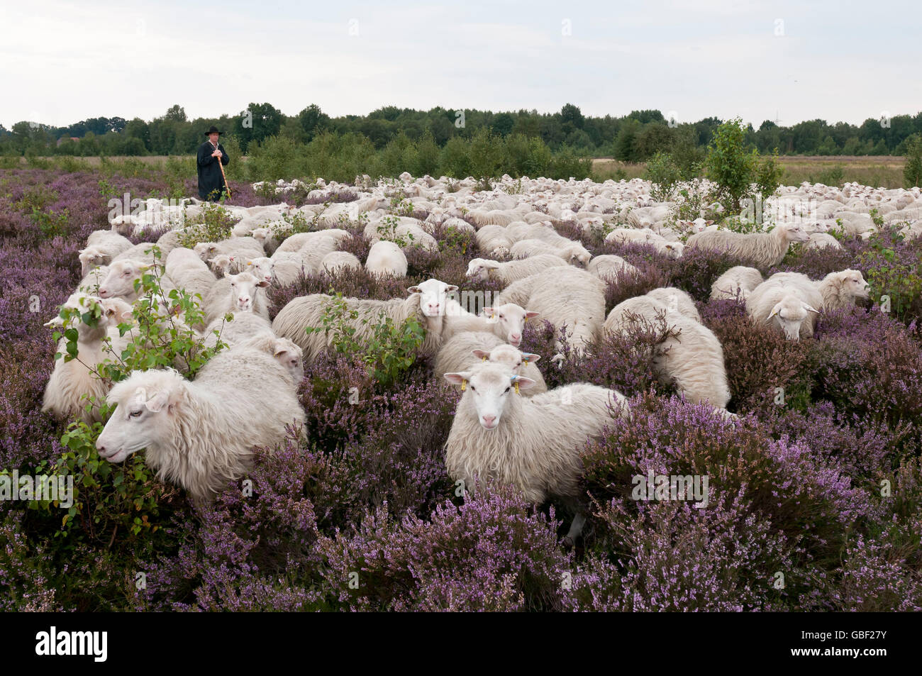 Schäfer mit Herde Hausschafe, Diepholzer Moorniederung, Niedersachsen, Deutschland / Moorland Schafe Stockfoto