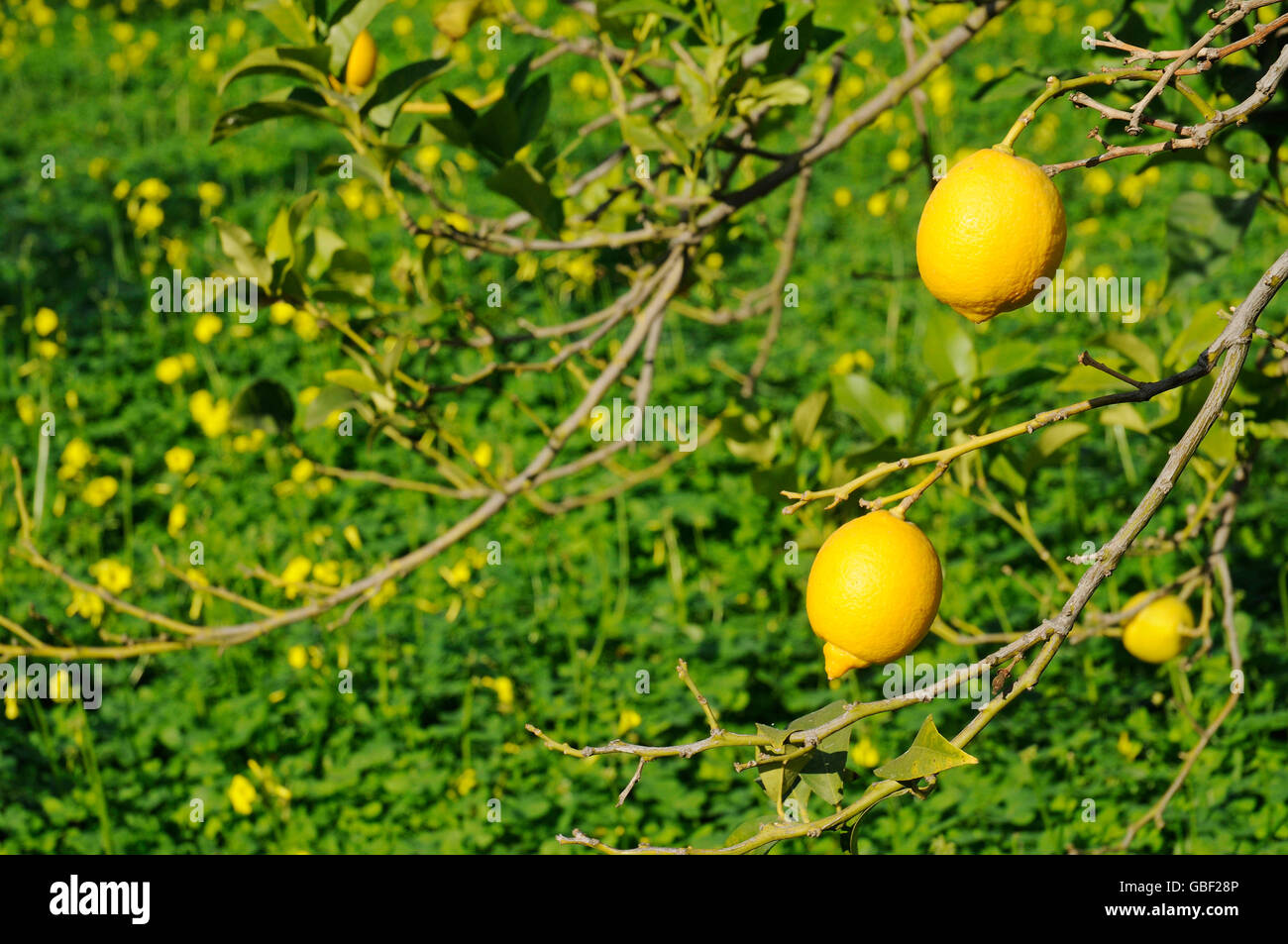 Zitrone, Zitrusfrüchte, Zitrone-Baum, Baum, gelbe Blumen, Wiese, Altea, Costa Blanca, Provinz Alicante, Spanien, Europa / (Citrus Limon) Stockfoto