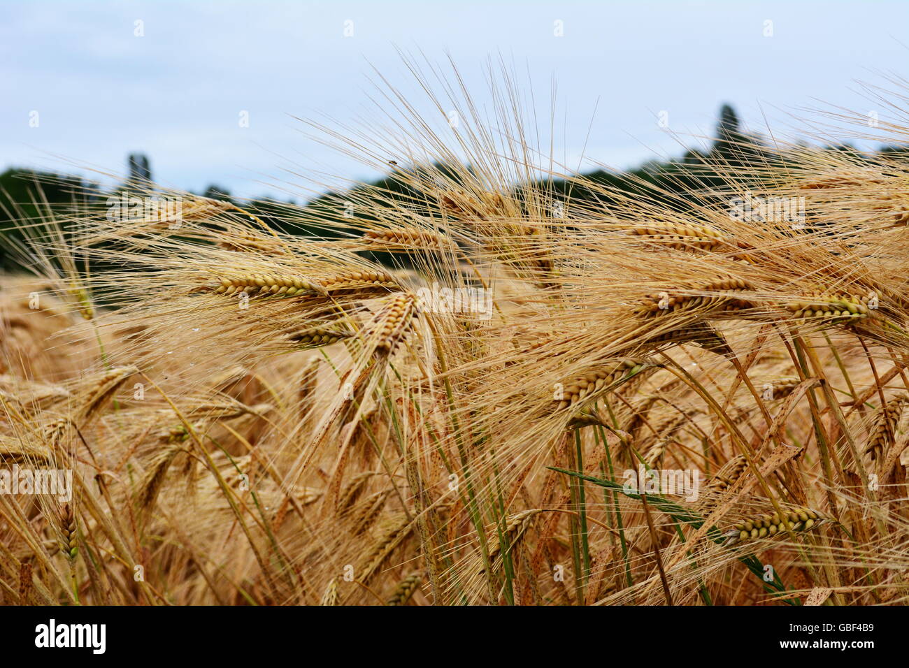 Goldenes Korn trocken und bereit für die Ernte mit einem blauen Himmel als Hintergrund Stockfoto