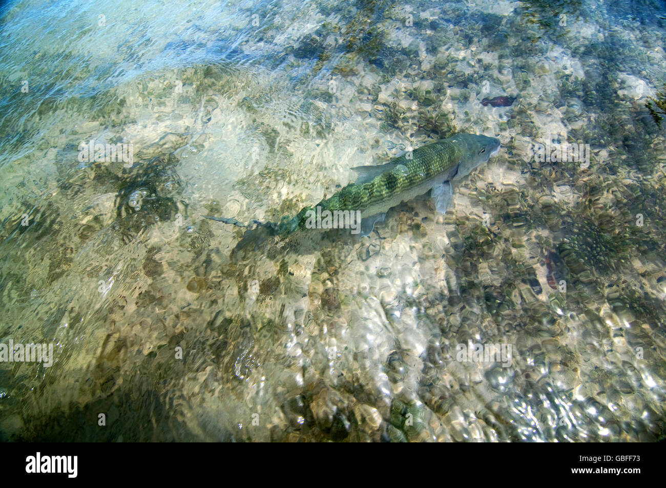 Eine große Knochenfische sucht nach Garnelen und blaue Krabben auf dem sandigen Boden in den Türken & Caicos Islands Hinterland Wohnungen. Stockfoto