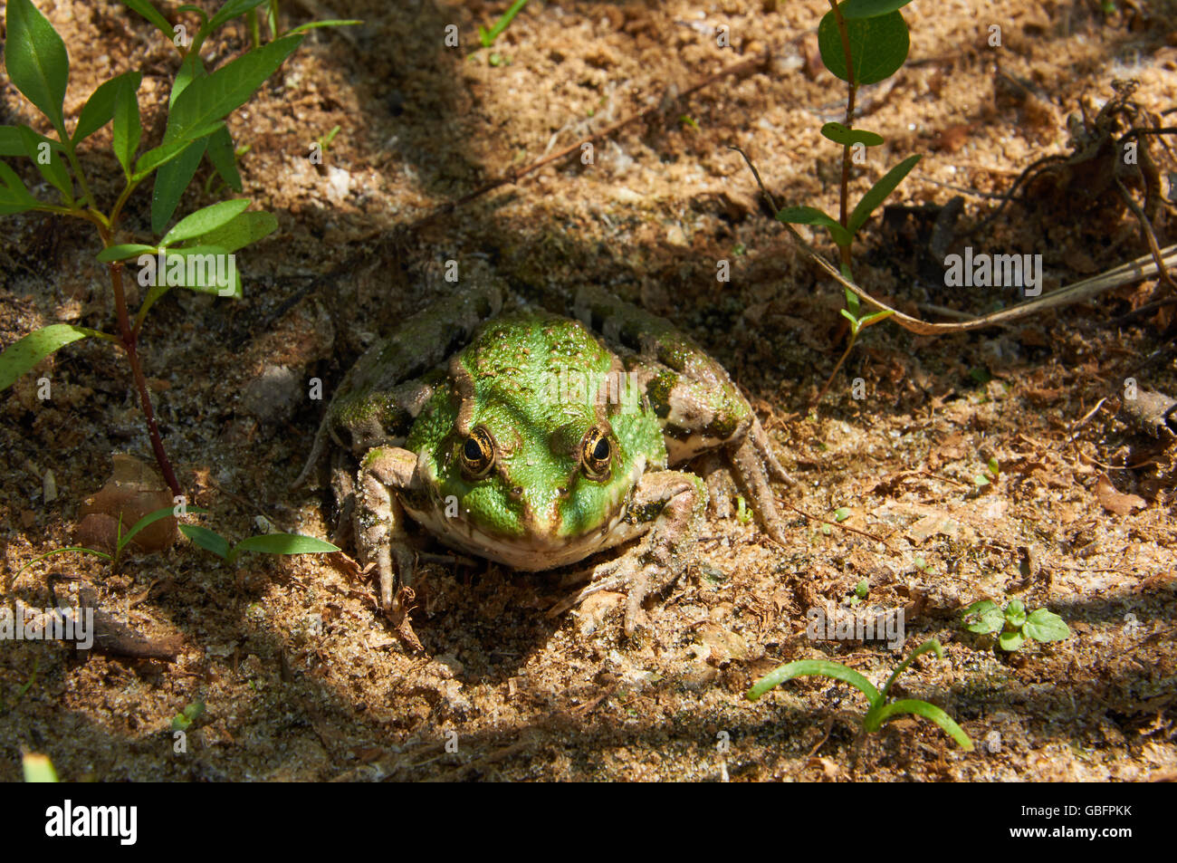 Frosch auf dem wasser Fotos und Bildmaterial in hoher Auflösung