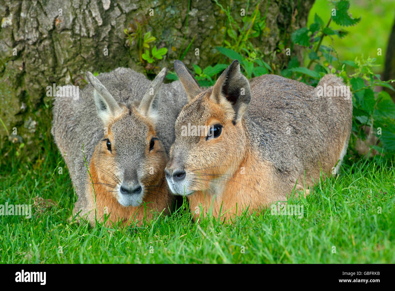 Patagonische Hase oder Patagonian Mara Dolichotis patagonischen Stockfoto