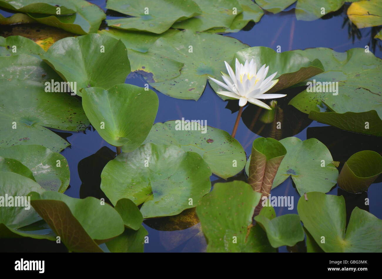 Einzelne Water Lilly unter Lilly Pads Stockfoto