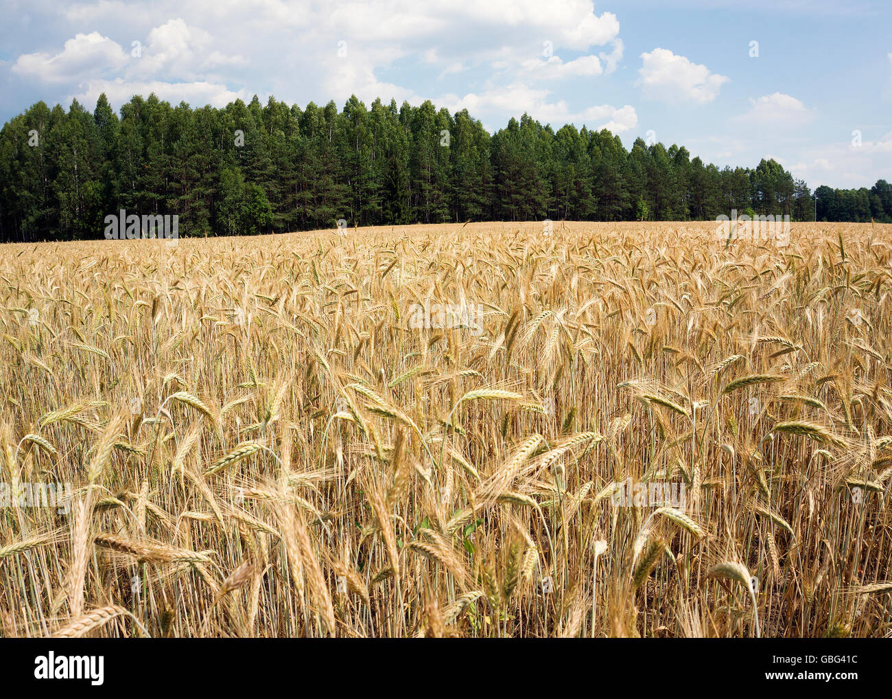 Weizen Gerstenfeld Land blauen Himmel Stockfoto