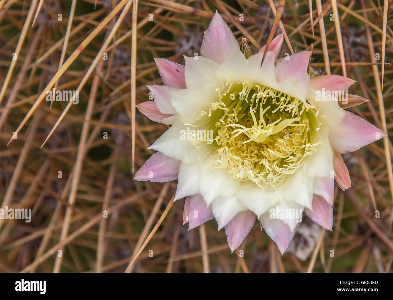 Blume des argentinischen Riesen Kaktus in Nationalpark Los Cardones Stockfoto
