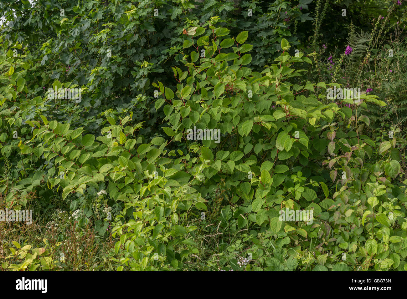 Invasive Arten Konzept. Japanischer Knöterich/Fallopia japonica Website in ein Feld Kante, Cornwall. Stockfoto