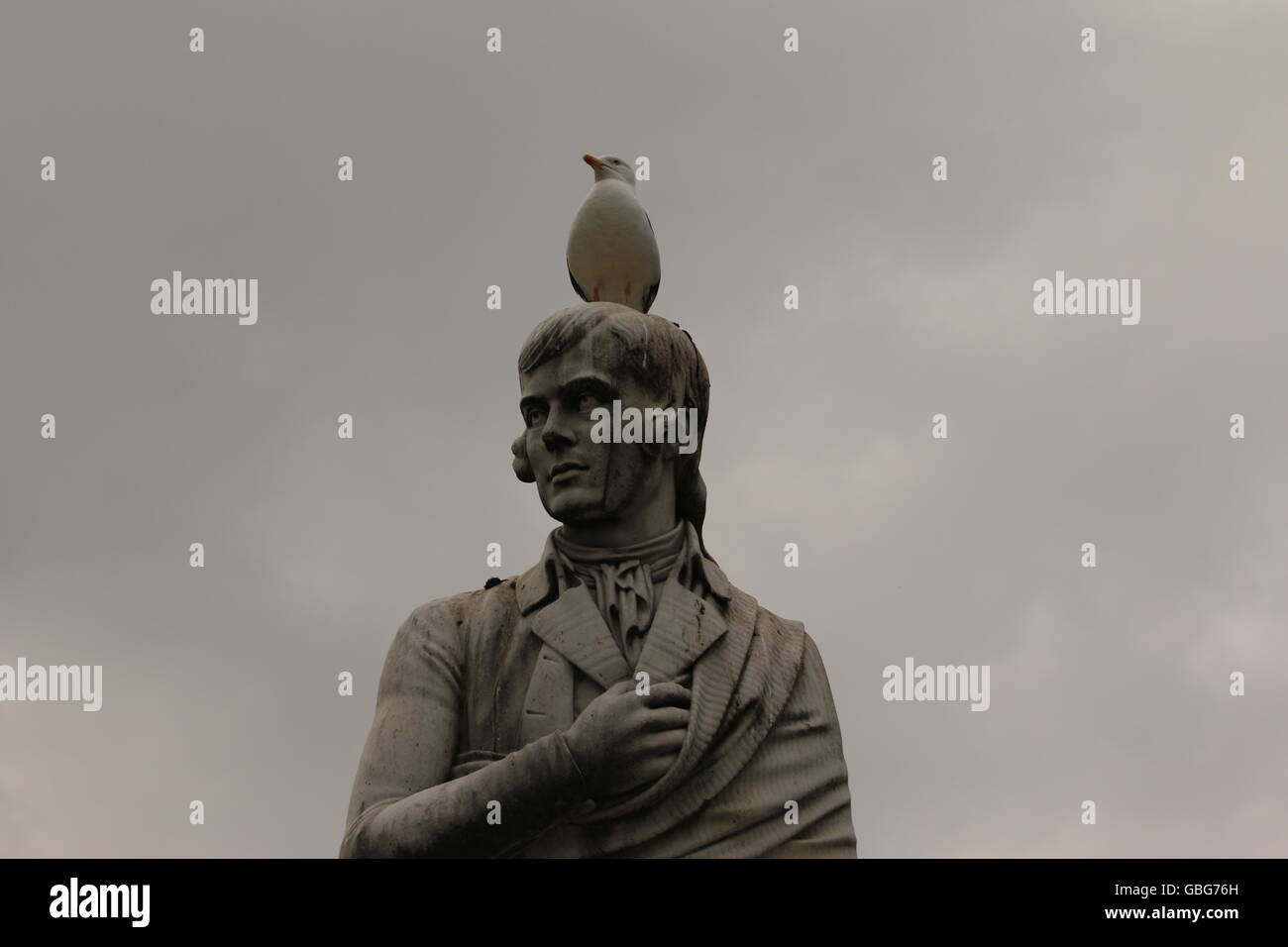 Auf den Schultern von Riesen stehen. Eine Möwe macht seine/ihre Barsch auf der Statue von Robert Burns in Dumfries, Schottland. Stockfoto