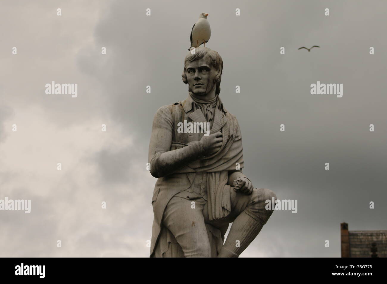 Möwe Sitzstangen auf Statue von Robert Burns in Dumfries, Schottland. Auf den Schultern von Riesen stehen. Stockfoto