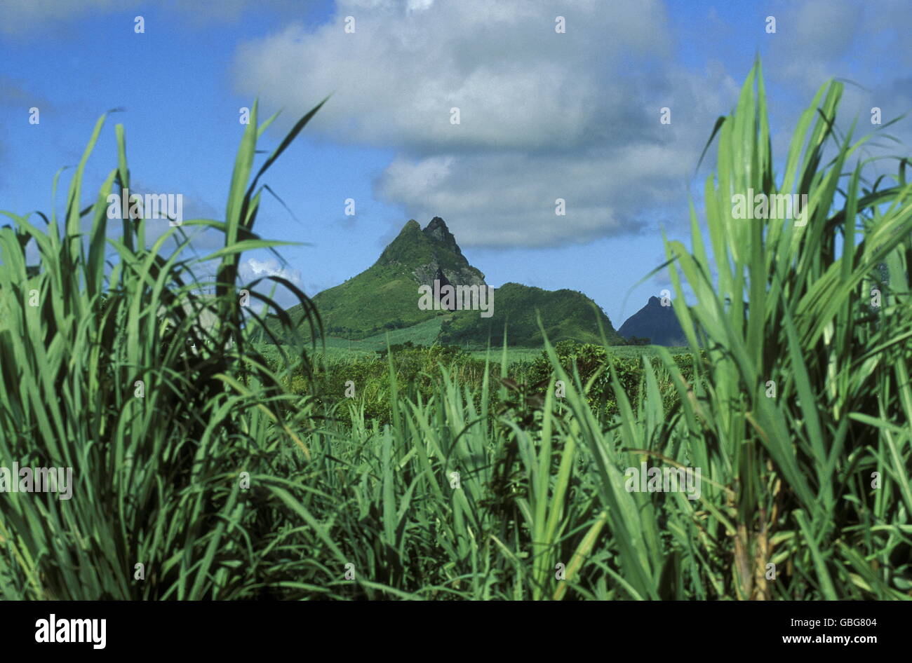Zuckerrohr-Plantage auf der Insel Mauritius im Indischen Ozean Stockfoto