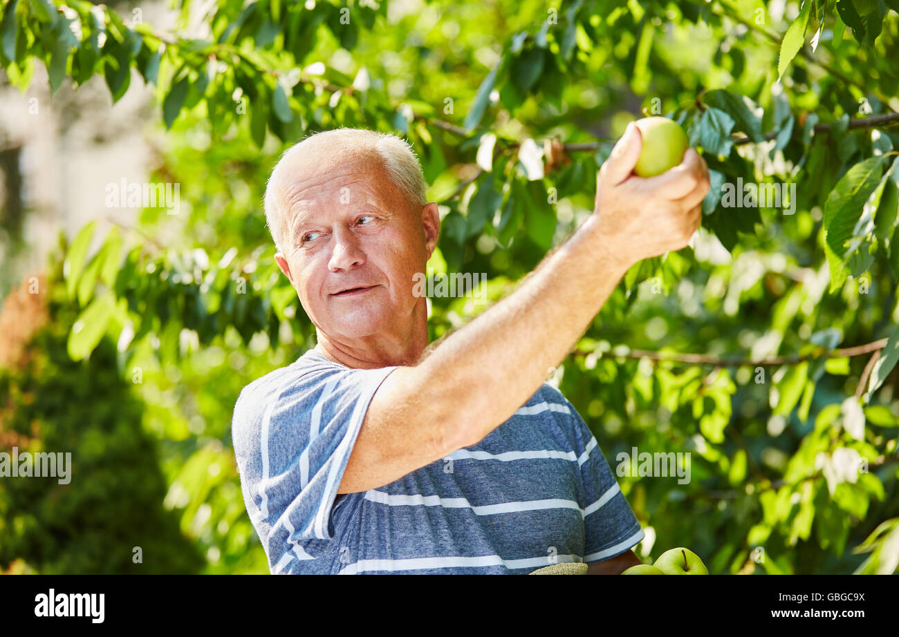 Ältere Menschen bei der Ernte von grünen Äpfeln am Apfelbaum Stockfoto