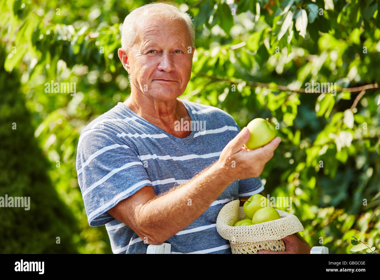 Senior-Kommissionierung grüne Äpfel von einem grünem Apfelbaum in der Erntezeit in der Natur Stockfoto