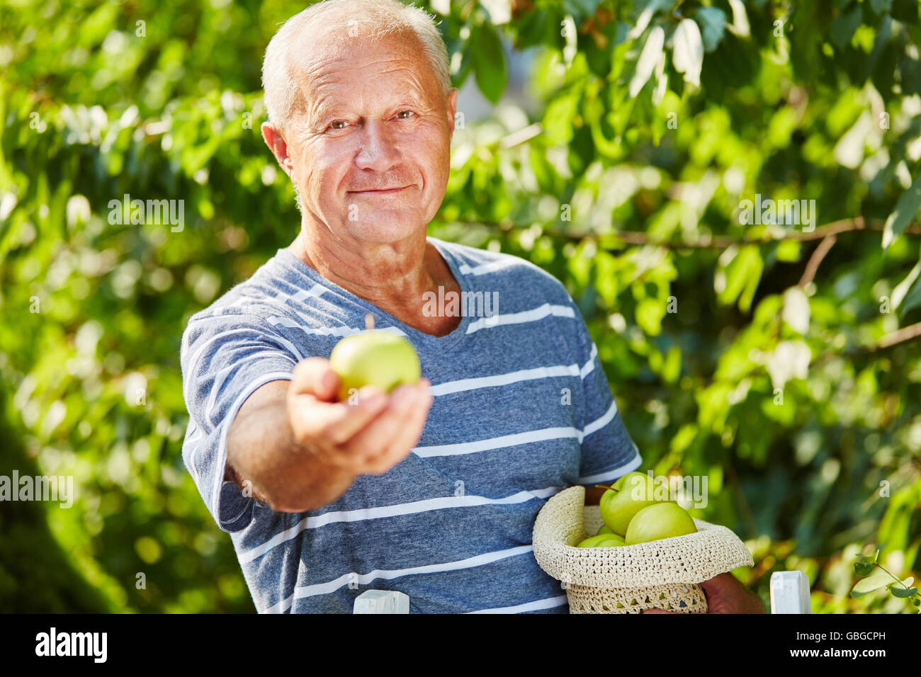 Senior bei der Apfelernte im Herbst in der Natur Stockfoto