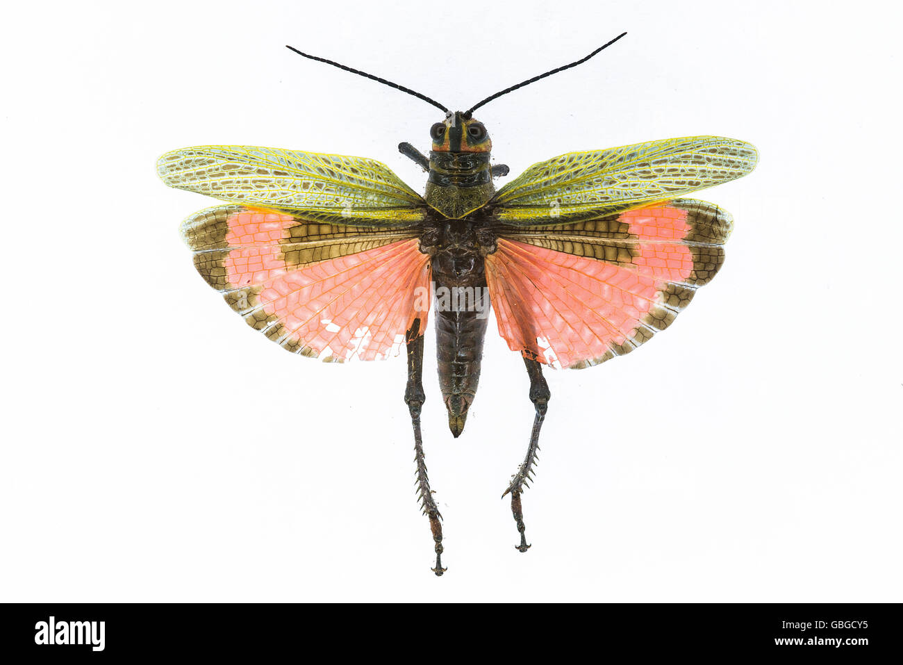 Grass Hopper aus der brasilianischen Savanne. Stockfoto