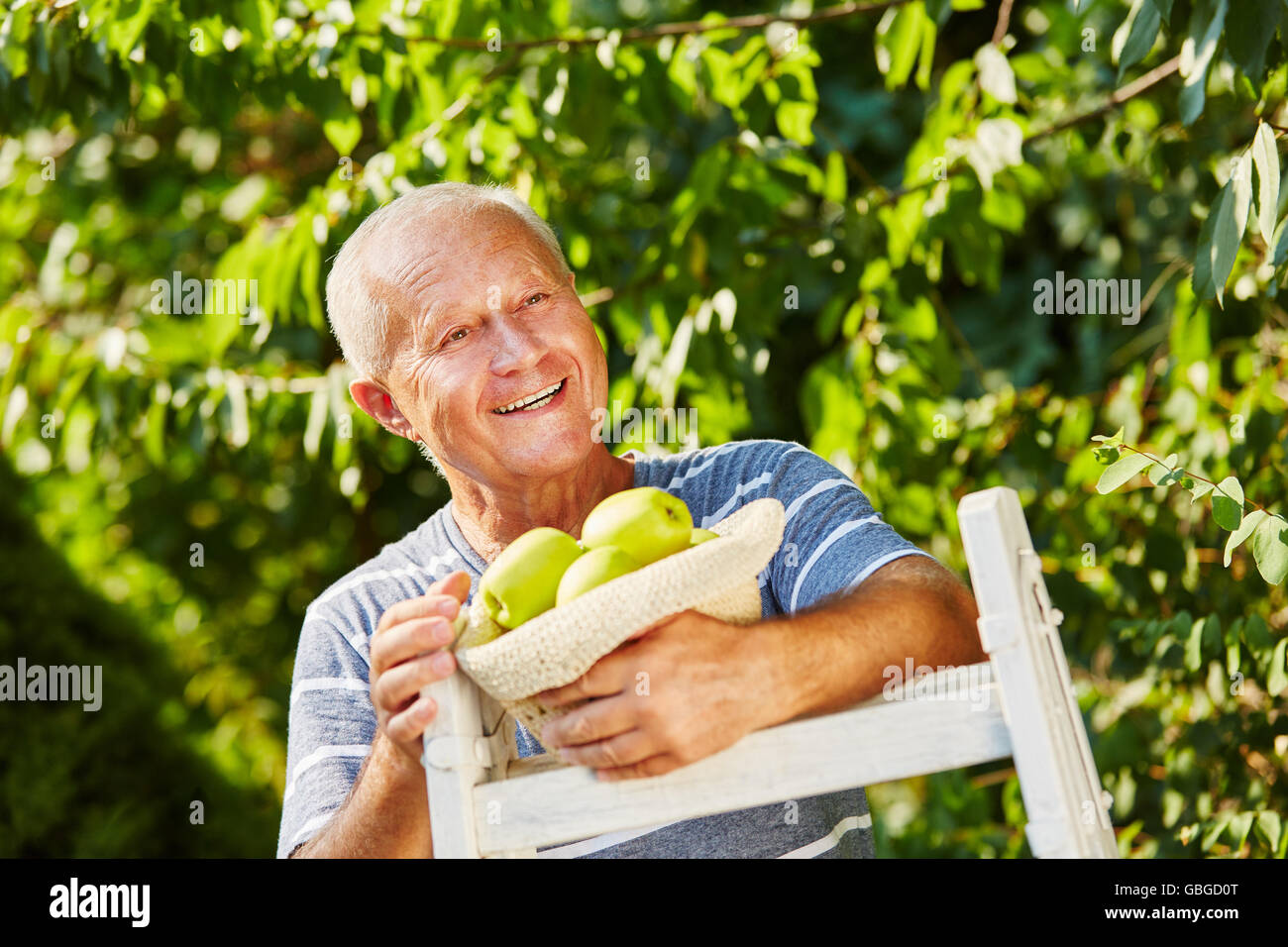 Ältere Mann zufrieden mit Apfelernte im Herbst Stockfoto