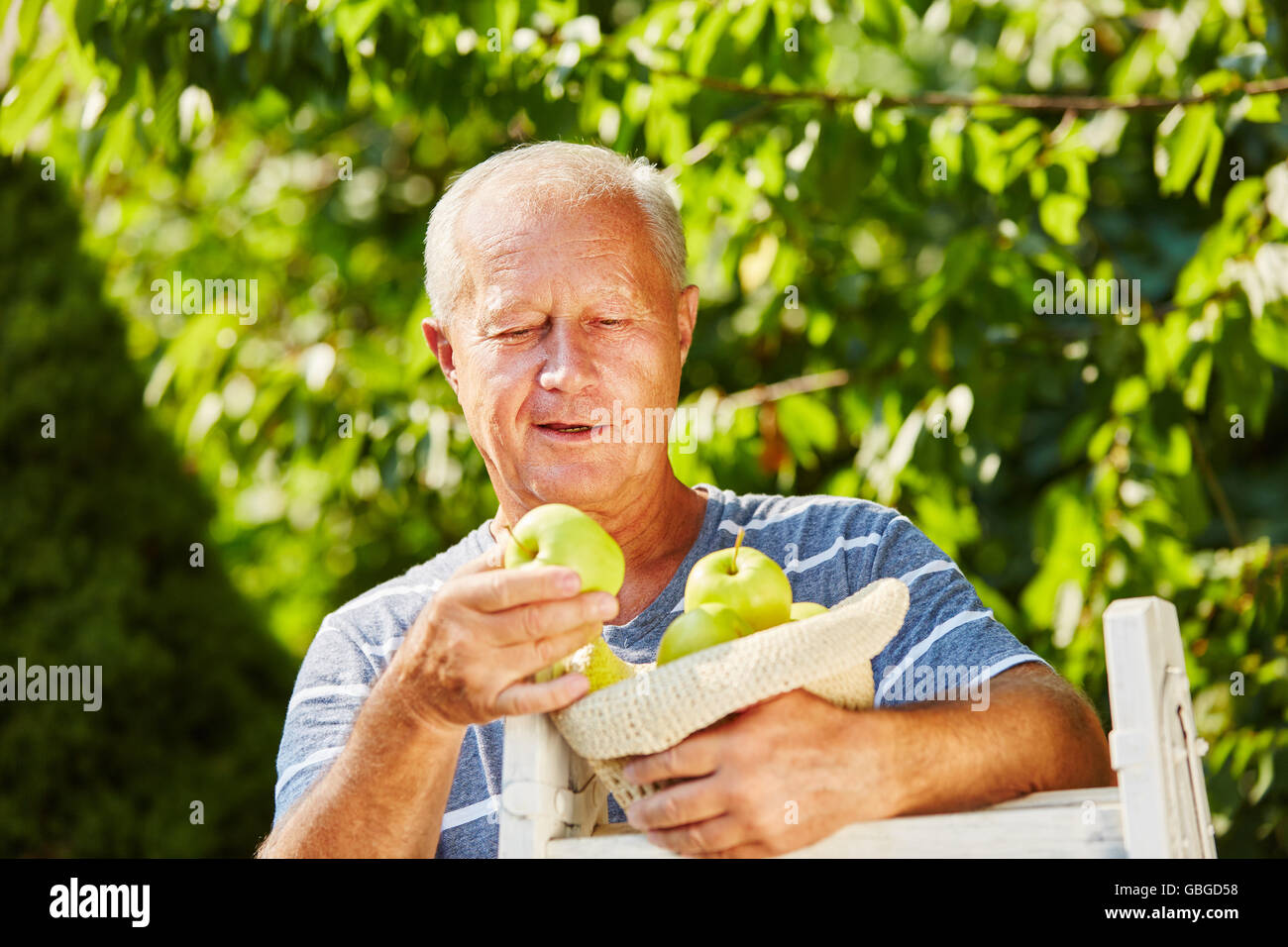 Senior woman mit köstlichen goldenen Apfel in den Händen bei der Ernte Stockfoto