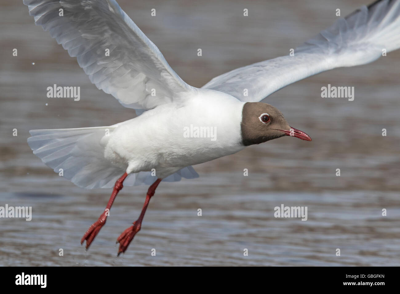Erwachsenen Lachmöwe (Chroicocephalus Ridibundus) in der Zucht Gefieder Flug, Northumberland, England Stockfoto