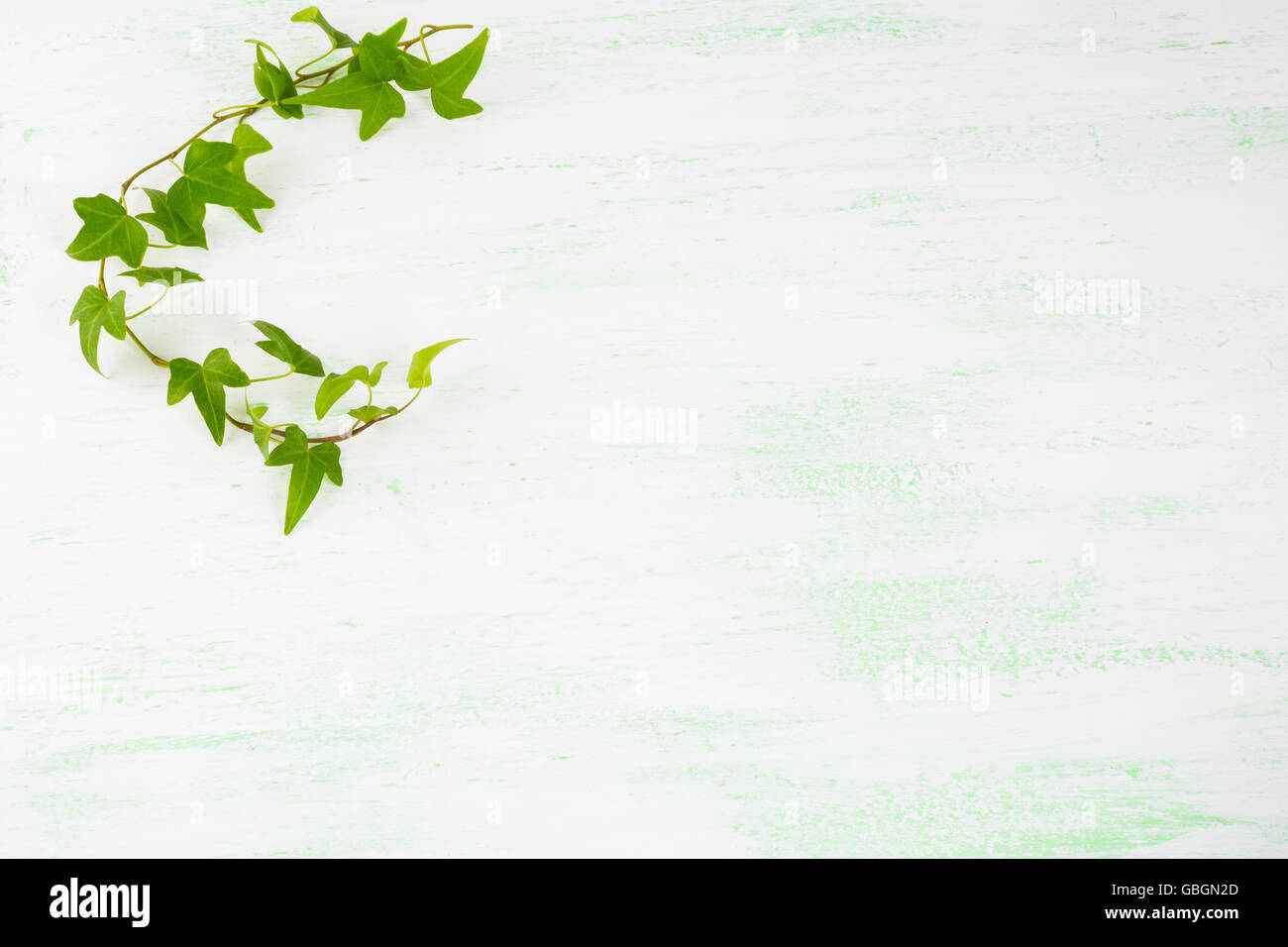 Ivy Branch auf hellgrünem Hintergrund. Blumen-Postkarte. Blumengrüße. Grußkarte. Gruß Hintergrund Stockfoto
