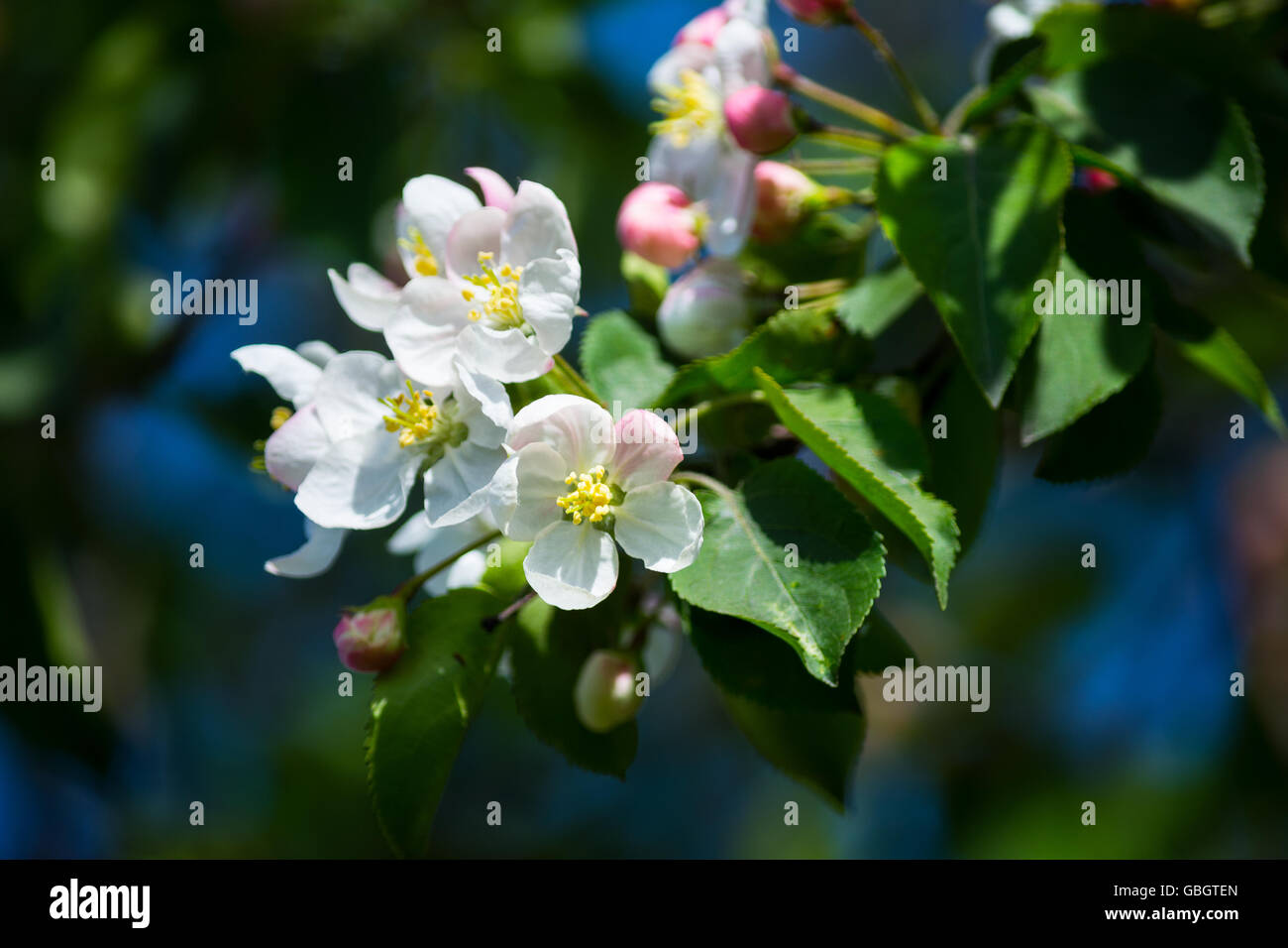 Frühling Apfelblüten, selektiven Fokus. Apfelbaum.  Apfelplantage. Apfelblüte. Frühlingsblumen Stockfoto